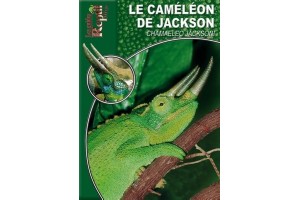 Le Caméléon de jackson - Chameleo jacksoni Guide Reptilmag